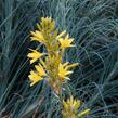 Asfodelka žlutá - Asphodeline lutea