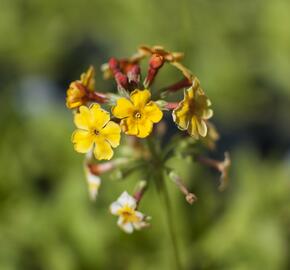 Prvosenka bulleyana - Primula bulleyana