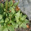 Prvosenka patrovitá - Primula beesiana