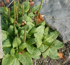 Prvosenka patrovitá - Primula beesiana