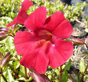 Kejklířka 'Roter Kaiser' - Mimulus cupreus 'Roter Kaiser'