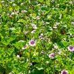 Sléz lesní 'Zebrina' - Malva sylvestris 'Zebrina'