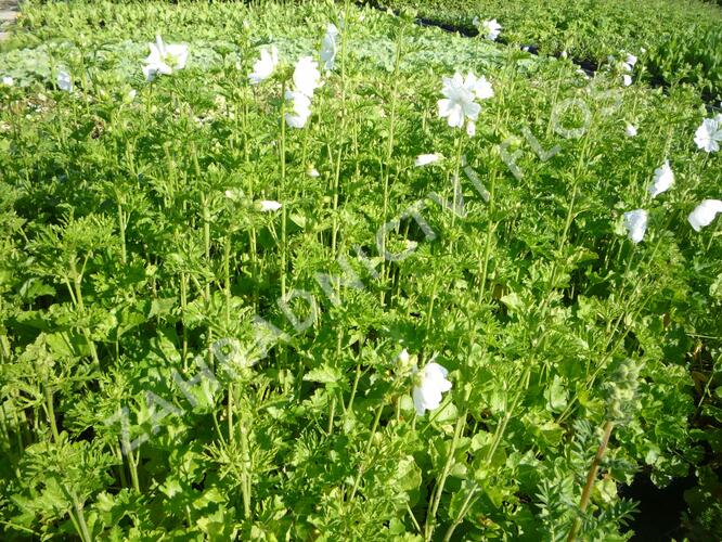 Sléz pižmový 'Alba' - Malva moschata 'Alba'