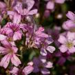 Šater plazivý 'Rosea' - Gypsophila repens 'Rosea'