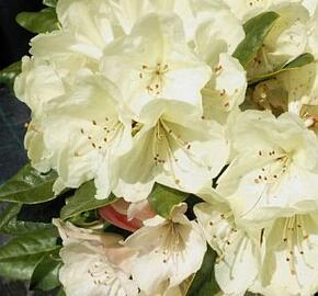 Pěnišník 'Ehrengold' - Rhododendron (T) 'Ehrengold'