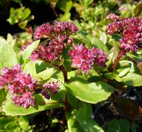 Rozchodník nachový 'Emperor´s Wave' - Sedum telephium 'Emperor´s Wave'