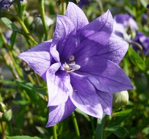 Zvonkovec velkokvětý, boubelka  'Hakone Blue' - Platycodon grandiflorus 'Hakone Blue'