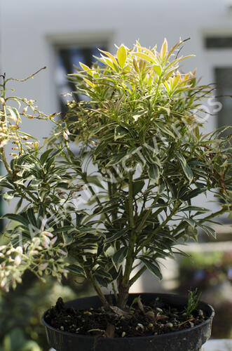 Pieris japonský 'Variegata' - Pieris japonica 'Variegata'