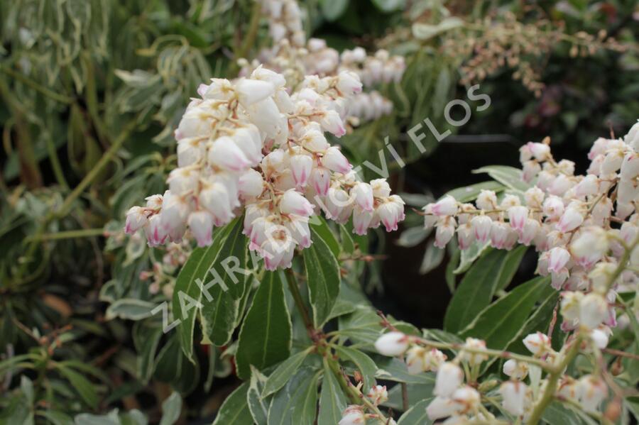 Pieris japonský 'Ralto Rose' - Pieris japonica 'Ralto Rose'