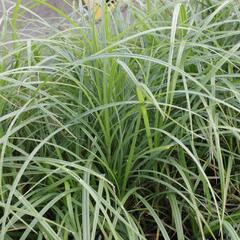 Ostřice srstnatá - Carex hirta