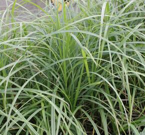 Ostřice srstnatá - Carex hirta