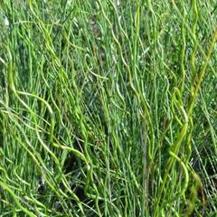 Sítina rozkladitá 'Twisted Arrows' - Juncus effusus f. spiralis 'Twisted Arrows'