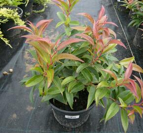 Leukothoe 'Royal Ruby' - Leucothoe keiskei 'Royal Ruby'