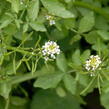 Potočnice lékařská - Nasturtium officinale