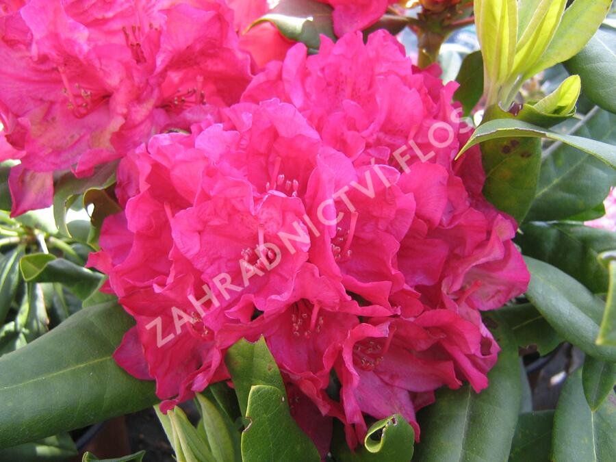 Pěnišník 'Vilem Heckel' - Rhododendron 'Vilem Heckel'