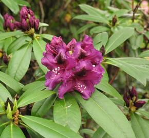 Pěnišník 'Purple Splendour' - Rhododendron (T) 'Purple Splendour'