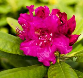 Pěnišník 'Darius' - Rhododendron 'Darius'