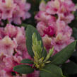 Pěnišník 'Brasilia' - Rhododendron 'Brasilia'