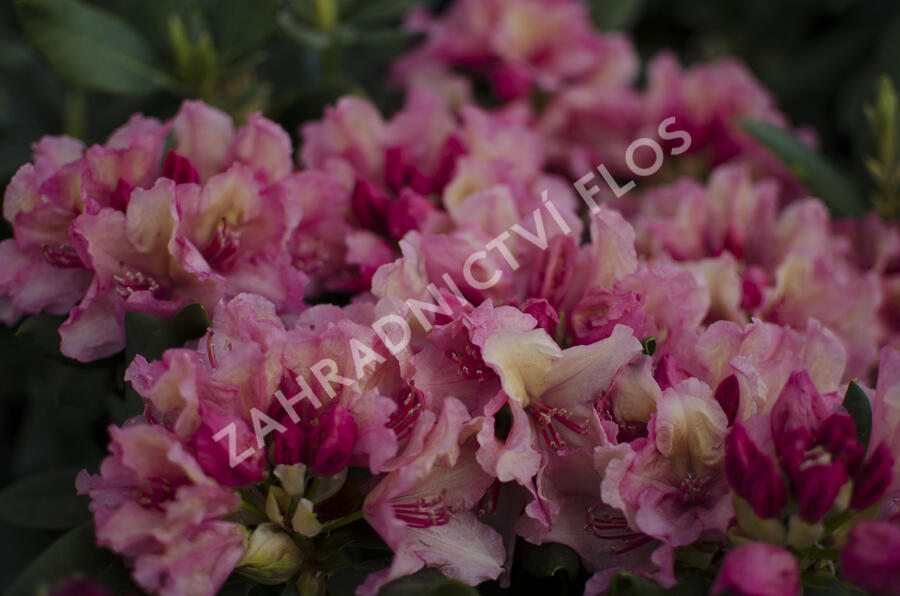 Pěnišník 'Brasilia' - Rhododendron 'Brasilia'