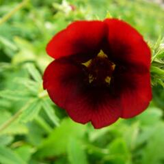 Mochna 'Monarch's Velvet' - Potentilla thurberi 'Monarch's Velvet'