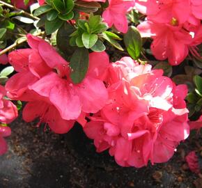 Azalka japonská 'Moederkensdag' - Azalea japonica 'Moederkensdag'