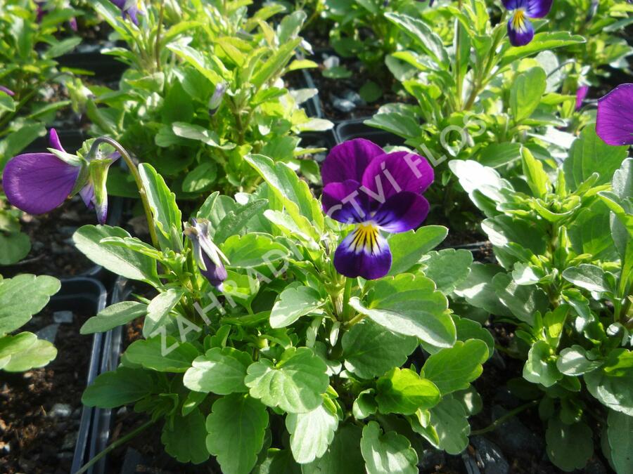 Violka růžkatá 'Karpatenfrühling' - Viola cornuta 'Karpatenfrühling'