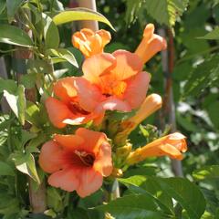 Trubač 'Indian Summer' - Campsis 'Indian Summer'