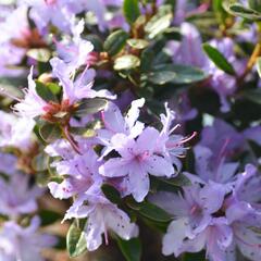 Pěnišník 'Moerheim' - Rhododendron impeditum 'Moerheim'