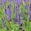 Šalvěj hajní 'Mainacht' - Salvia nemorosa 'Mainacht'