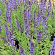 Šalvěj hajní 'Mainacht' - Salvia nemorosa 'Mainacht'