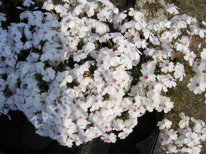 Plamenka šídlovitá 'Amazing Grace' - Phlox subulata 'Amazing Grace'