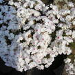 Plamenka šídlovitá 'Amazing Grace' - Phlox subulata 'Amazing Grace'