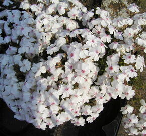 Plamenka šídlovitá 'Amazing Grace' - Phlox subulata 'Amazing Grace'