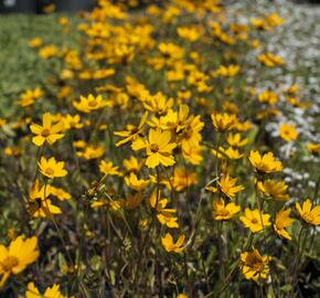 Krásnoočko 'Elfin Gold' - Coreopsis auriculata f. nana 'Elfin Gold'