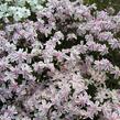 Plamenka šídlovitá 'Candy Stripes' - Phlox subulata 'Candy Stripes'