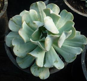 Dužnatka - Echeveria runyonii