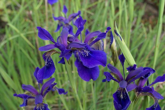 Kosatec - Iris bulleyana