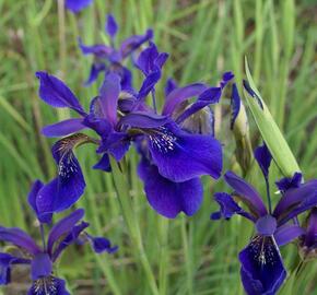 Kosatec - Iris bulleyana