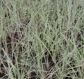 Vousatice metlatá 'The Blues' - Andropogon scoparius 'The Blues'