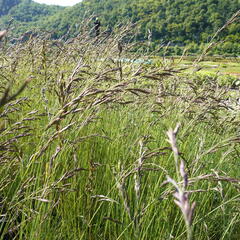 Paličkovec šedavý - Corynephorus canescens