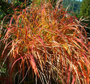 Ozdobnice čínská 'Purpurescens' - Miscanthus sinensis 'Purpurescens'