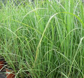 Ozdobnice čínská 'Goliath' - Miscanthus sinensis 'Goliath'