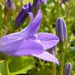 Zvonek dalmatský - Campanula portenschlagiana