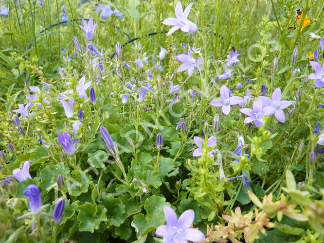 Zvonek dalmatský - Campanula portenschlagiana