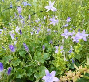 Zvonek dalmatský - Campanula portenschlagiana