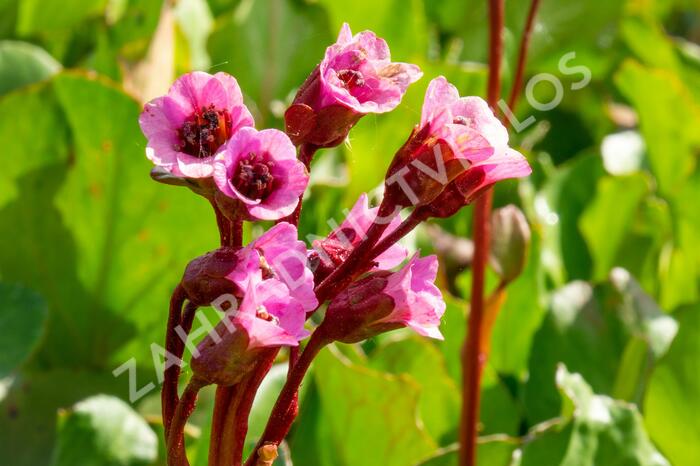 Bergénie srdčitá 'Winterglut' - Bergenia cordifolia 'Winterglut'