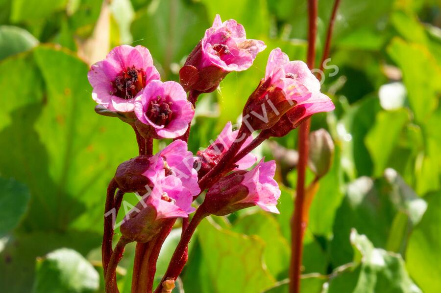 Bergénie srdčitá 'Winterglut' - Bergenia cordifolia 'Winterglut'