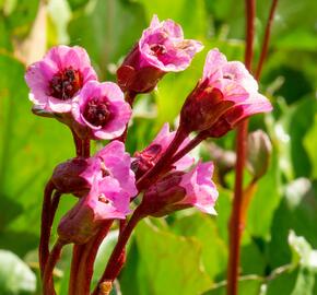 Bergénie srdčitá 'Winterglut' - Bergenia cordifolia 'Winterglut'