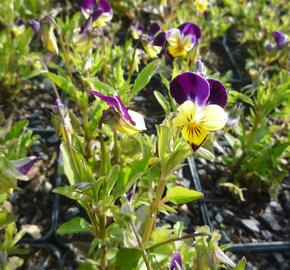 Violka růžkatá 'Helen Mount' - Viola cornuta 'Helen Mount'