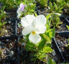 Violka růžkatá 'White Perfection' - Viola cornuta 'White Perfection'